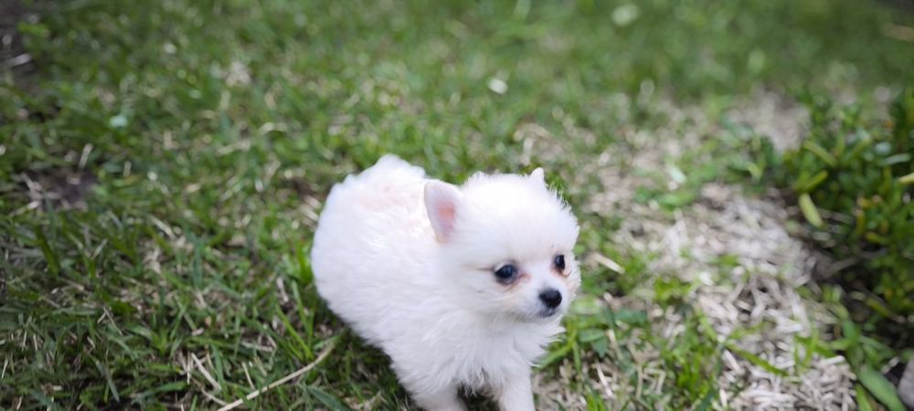 Spitz alemão anão fêmea  Lulu da Pomerânia