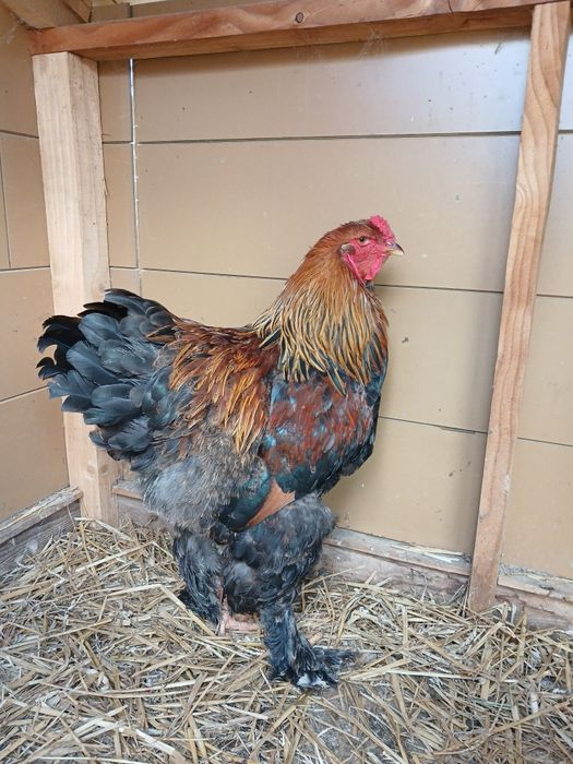 Kogut brahma kuropatwiany