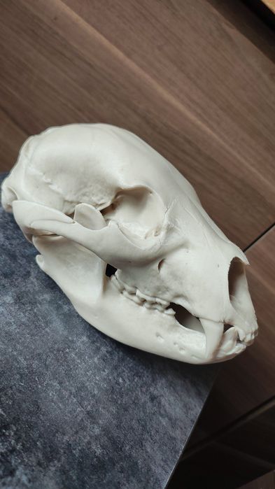 Czaszka niedźwiedzia czarnego wydruk 3d