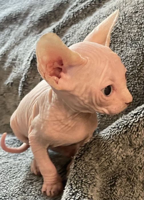 Gatinho Sphynx nascido 20/04