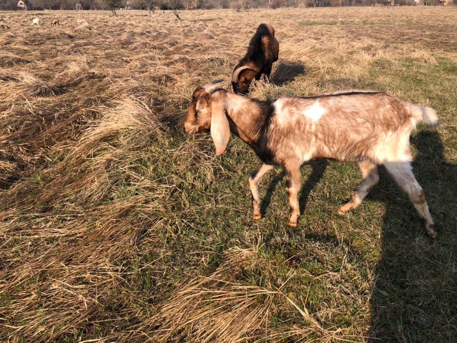 Продам кіз порода Каморі , альпійська, нубійська дійні та козенята