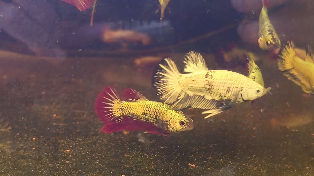 Vendo Bettas dragon