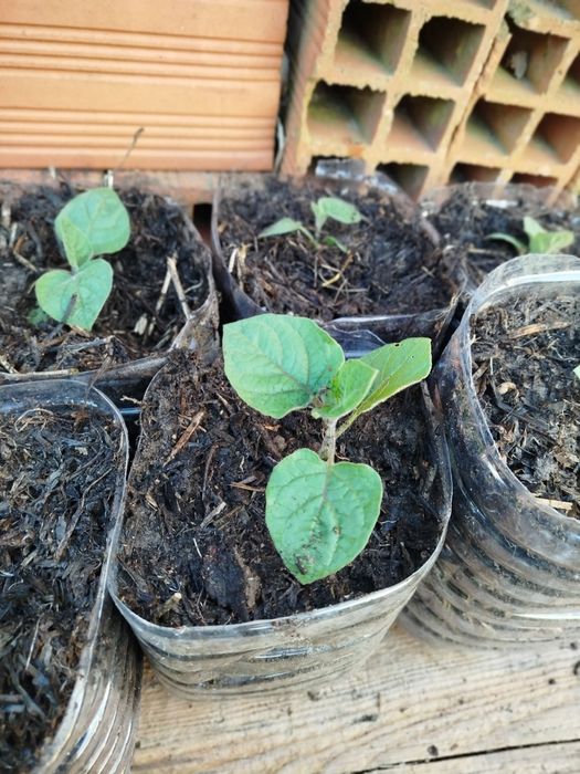 Fisalis/physalis