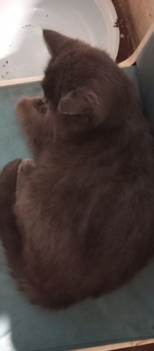 Віддамо кішку звати Саша