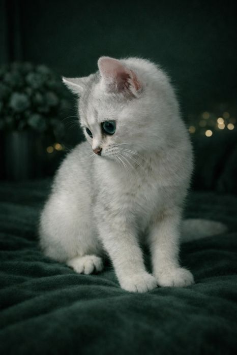 maluszek o jasnym luksusowym umaszczeniu.