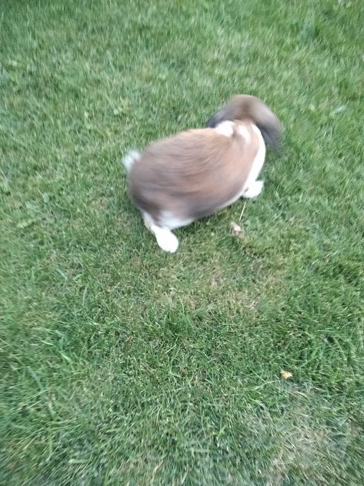 Самець французький баран