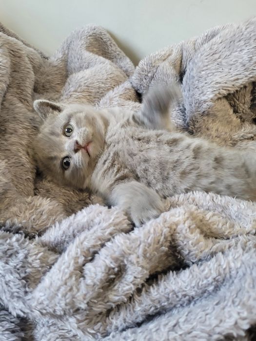 Шотландський хлопчик прямовушка