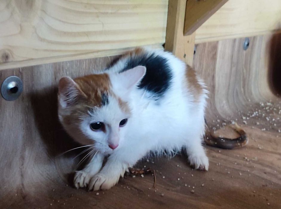 WYDMA - mała, wystraszona kotka prosi o dom