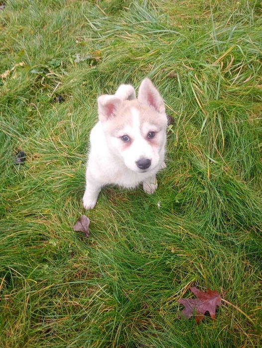 Łajka Zachodniosyberyjska