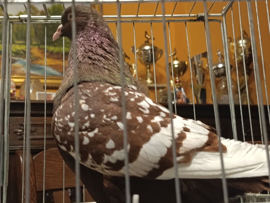 Ryś, rysie, wysyłam, gołębie ozdobne