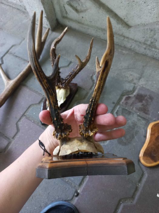 rogi zwierzęce cena za zestaw