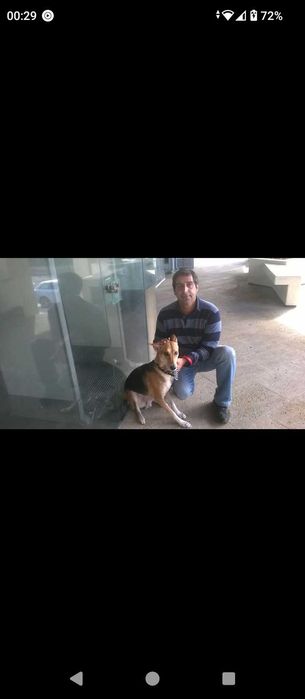 Dog Walker desde 2013 Cascais