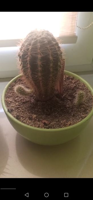 Кактус рослина вазон квіти