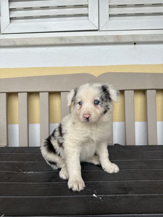 Border Collie Macho Merle super meigo de olhos azuis