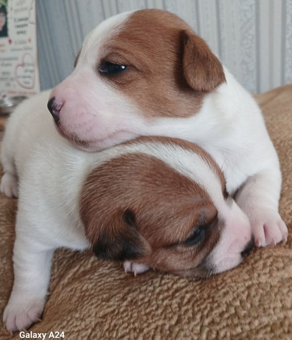 Обаятельные щенки Джек Рассел терьера-ваш  верный  друг!