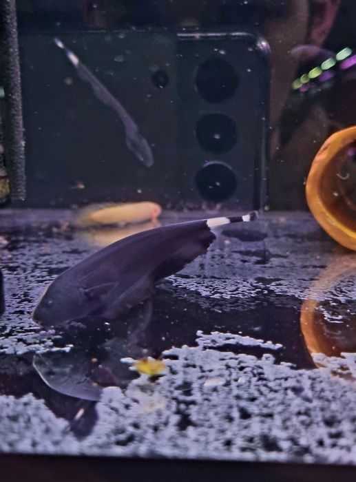 Duch amazoński (Apteronotus albifrons)