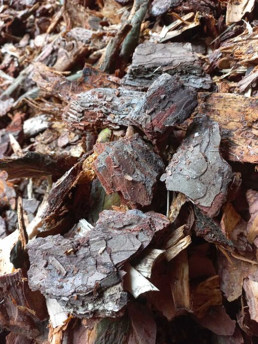 KORA Sosnowa Ogrodowa Worek 80L