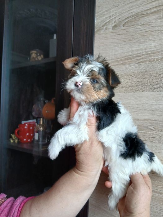 Дівчатка бівер-йорк