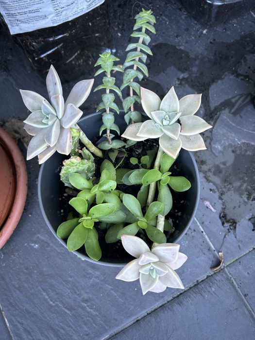 31 sucuentas, 3 azevinhos, 2 pinheiros nórdicos