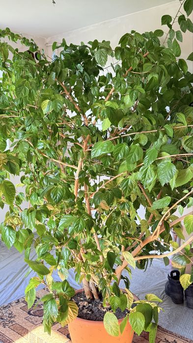 Вазон китайська роза