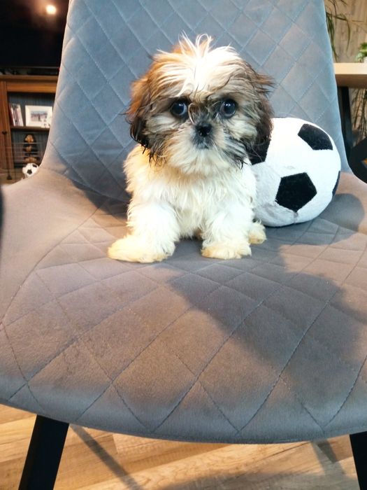 Shih-tzu mini suczka
