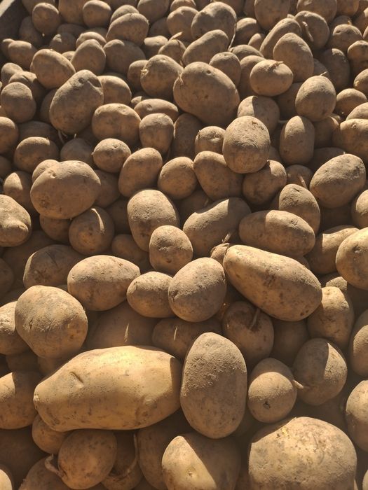 Ziemniaki sadzeniaki soraya