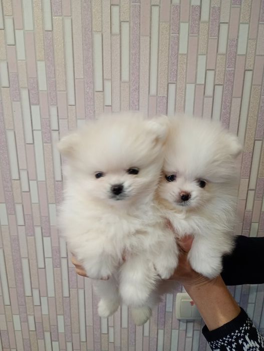 Мишки мальчики шпиц.