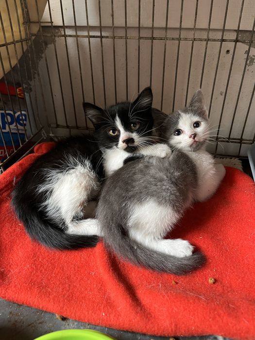 Котенок мальчик 2 месяца