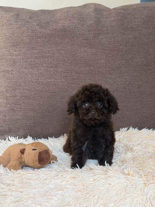 Той пудель девочка