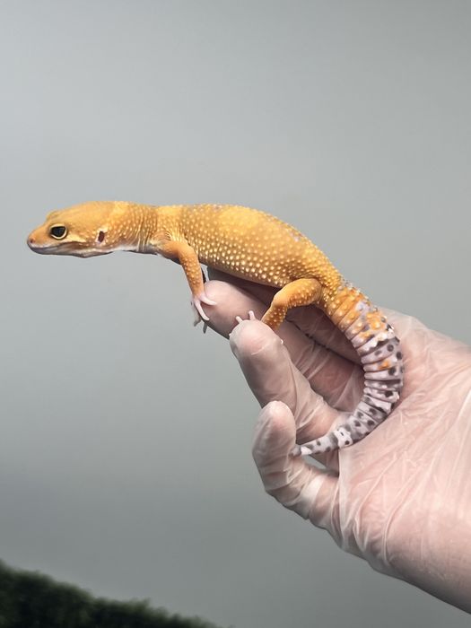 Gekon lamparci samica tangerine het bell
