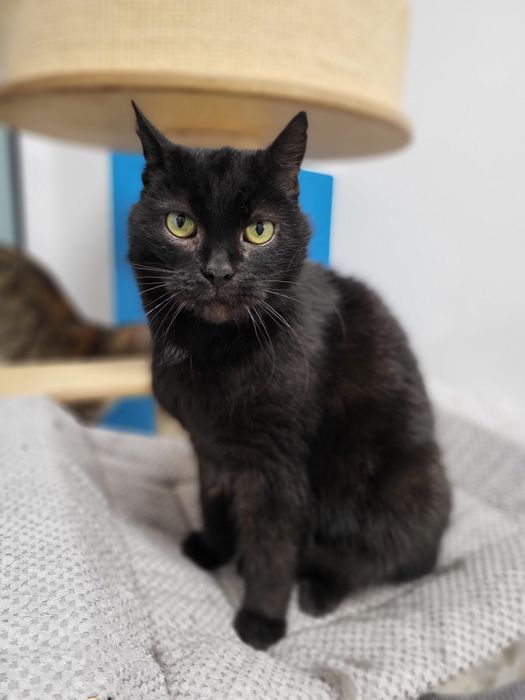 Piękna kotka Nyxia szuka domu