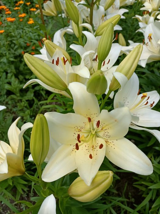 Молочай кипарисовидный, ирисы, лилии, ромашки