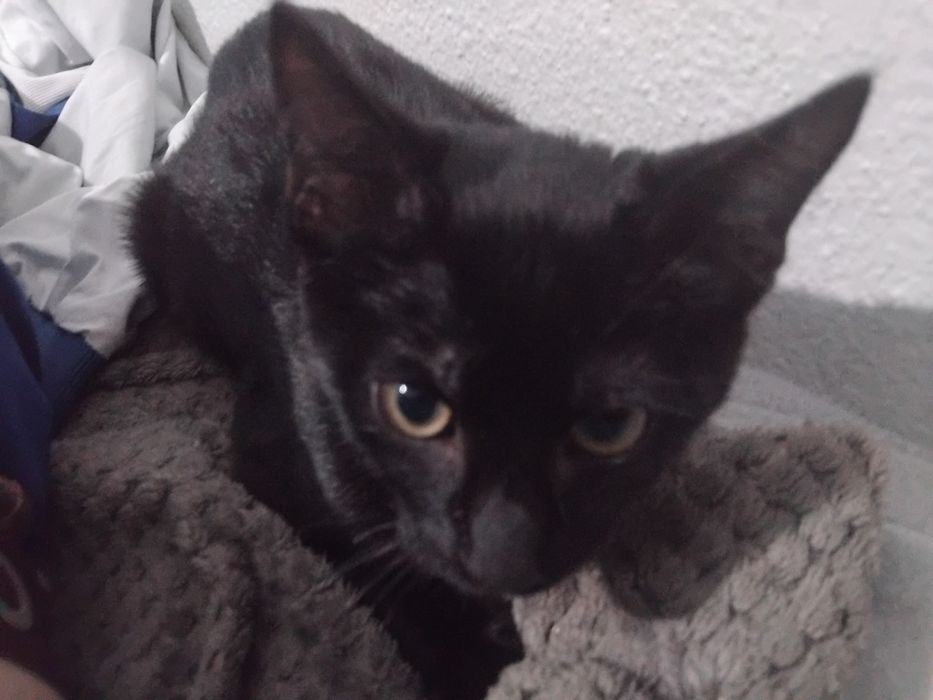 Mini pantera Adoção