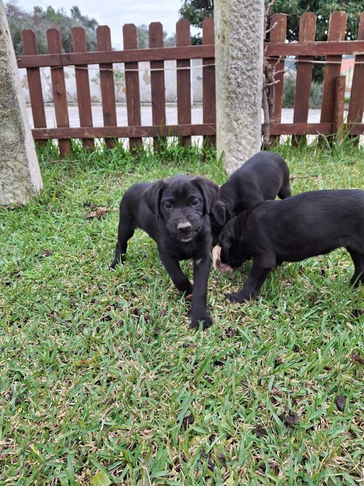 Cachorros de porte médio, filhos de animais muito meigos e obedientes.