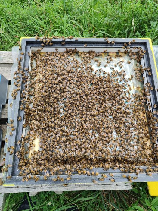 Sprzedam pszczoły z ulem