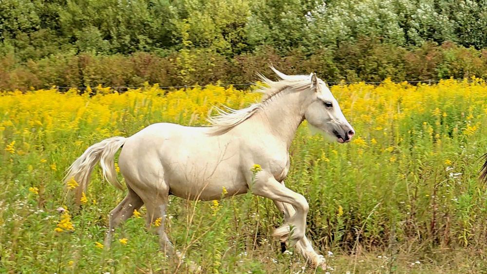 Gypsy cob nie tinker