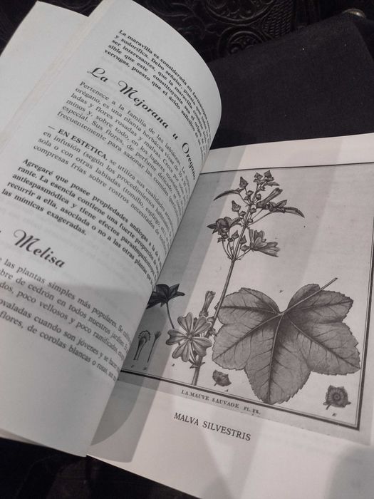 Flores, Frutas y Plantas en los Cuidados de Beleza 1977