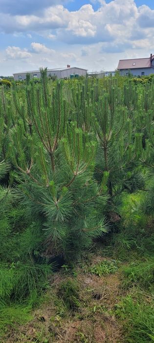 Sosna żółta 100-500 cm  Pinus Nigra austriacka czarna