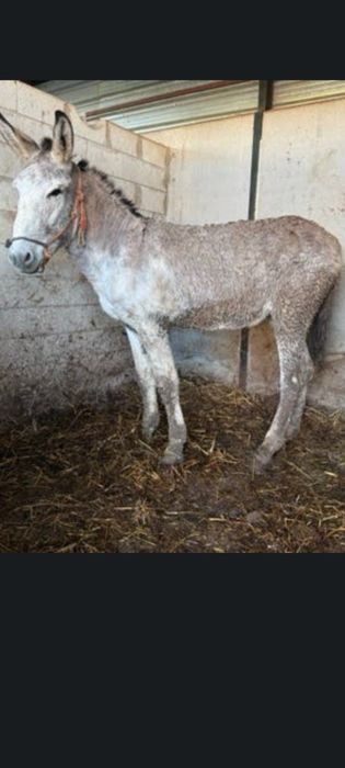 Vendo Burro Andaluz 5 anos Burro cobridor