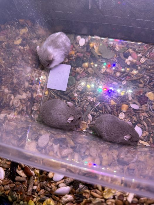 Джунгарики хом'яки