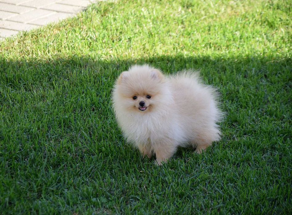 Wika - suczka Pomeranian szuka nowego domu