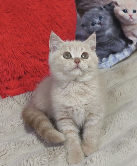 Котик кошенята котята