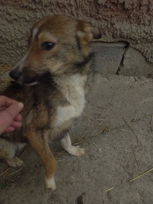 Бобік хлопчик вік 8 місяців гавкучій невеликий