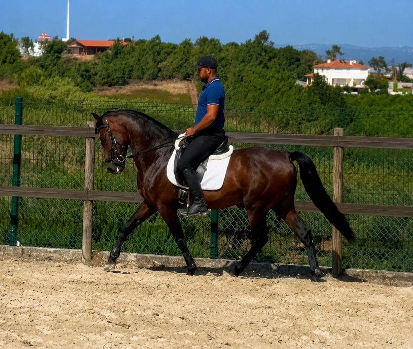 Cavalo cruzado, montado, 6 anos