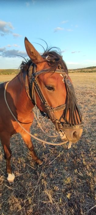 Молодий жеребець породи рисак