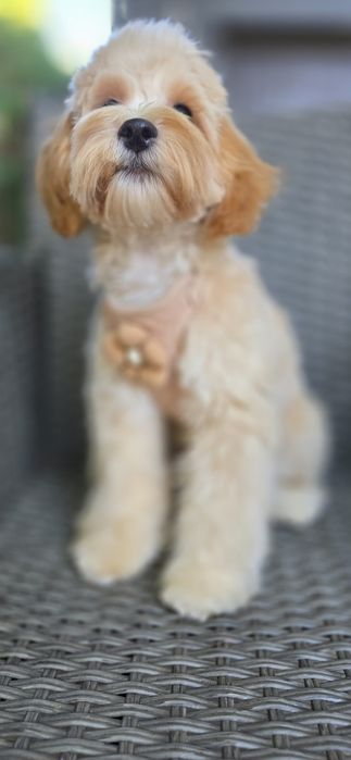 Maltipoo/ chłopczyk