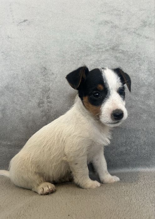 Jack Russell terrier