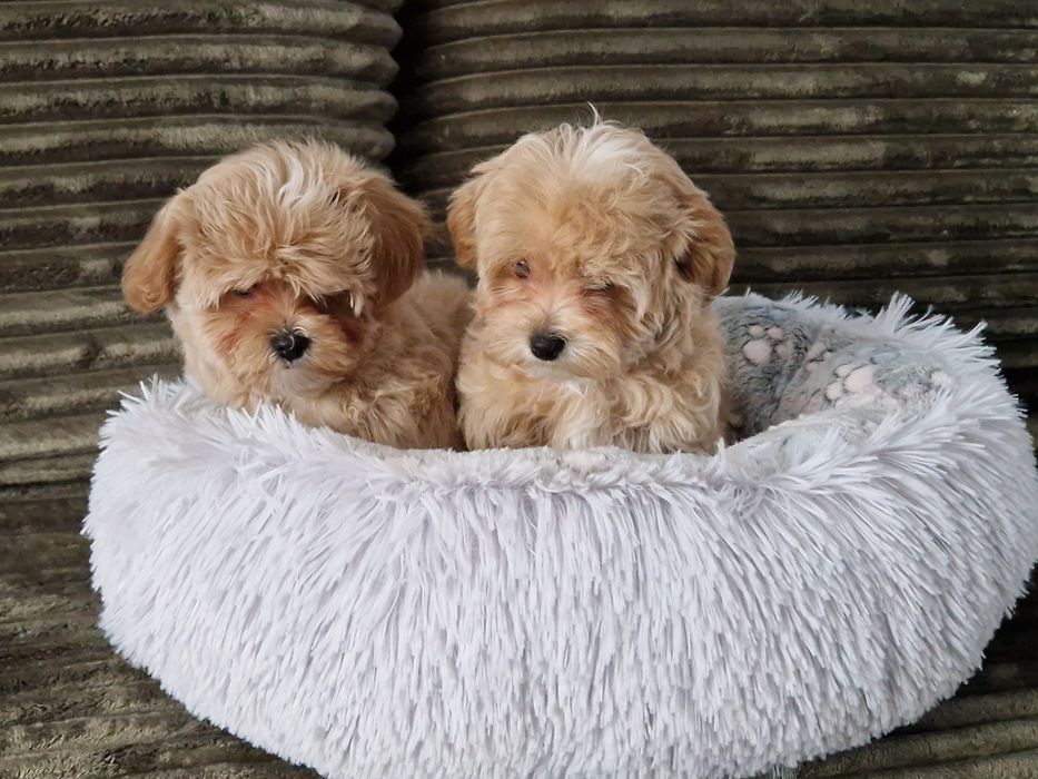 Maltipoo f1 xxs  mini SUNIA