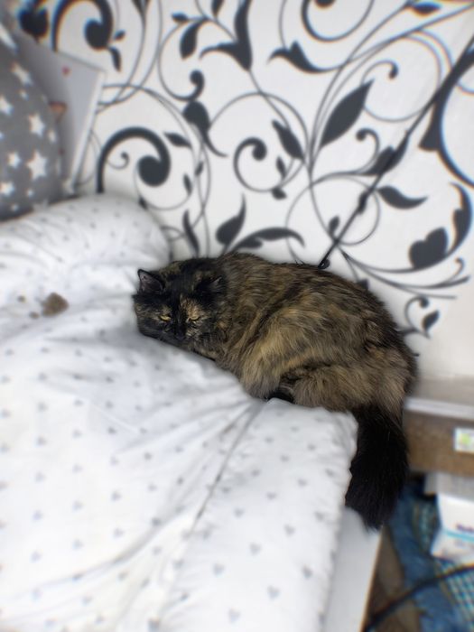 Моно шукає родину (тільки у квартиру без вигулу)