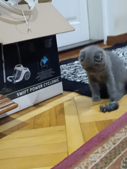 Кошенята шотландські